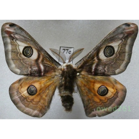 Saturnia pavonia (Linnaeus, 1758) male Poland77e